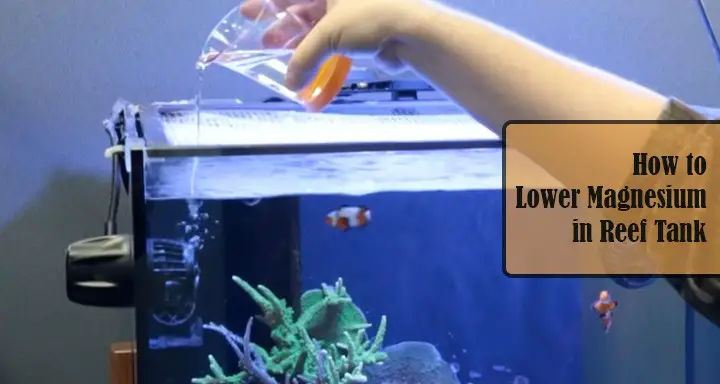 how-to-lower-magnesium-in-reef-tank-aquariumia