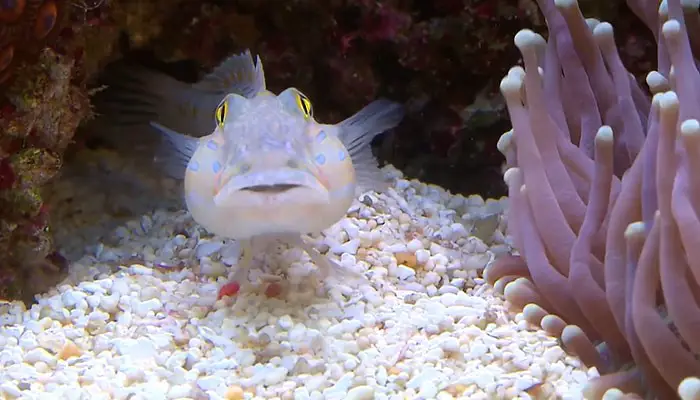 Sand Gobies in Aquarium for Eating Pods