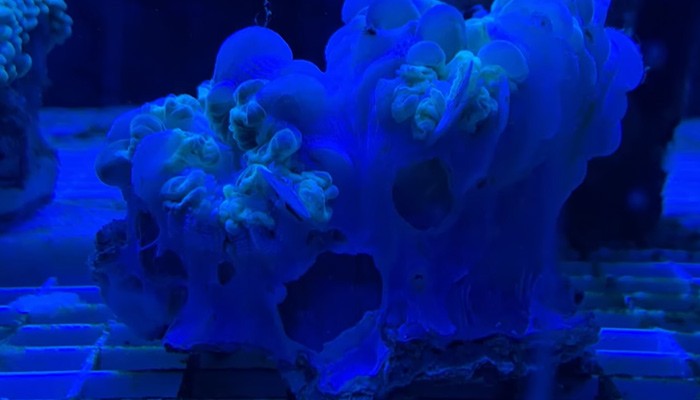 Why Bubble Coral Not Inflating And Easy Solution To Them