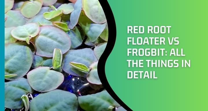 Red Root Floater Vs Frogbit