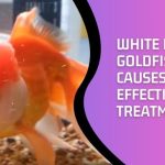 White Film On Goldfish