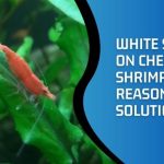 White Stripe On Cherry Shrimp