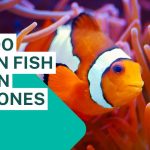Why Do Clown Fish Rub on Anemones