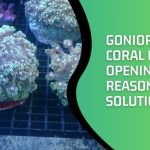 Goniopora Coral Not Opening