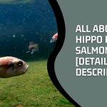 All About Hippo Point Salmon Care