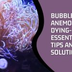 Bubble Tip Anemone Dying