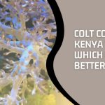 Colt Coral vs Kenya Tree