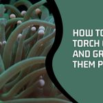 How To Feed Torch Coral