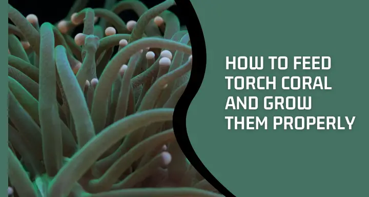 How To Feed Torch Coral