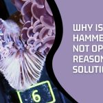 Why Is My Hammer Coral Not Opening