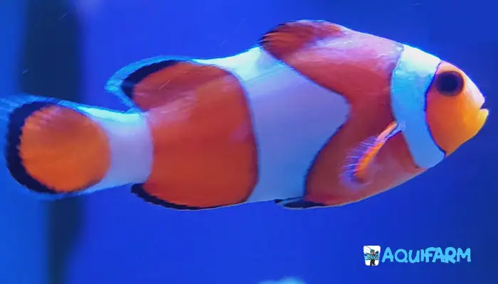 White Spots on Clownfish