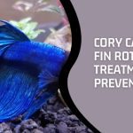 Cory Catfish Fin Rot