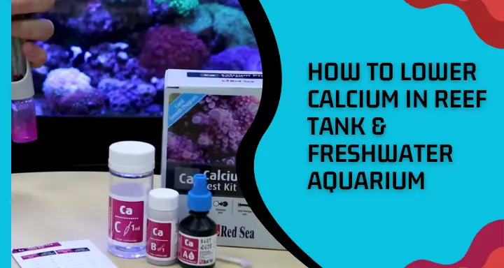  How to Lower Calcium in Reef Tank & Freshwater Aquarium