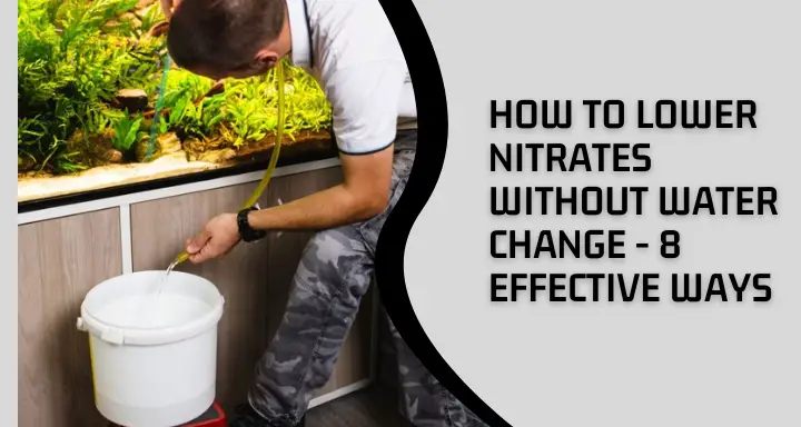 How to Lower Nitrates Without Water Change