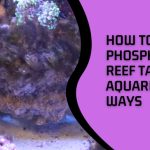 How to Reduce Phosphates in Reef Tank and Aquarium