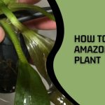 How to Trim Amazon Sword Plant