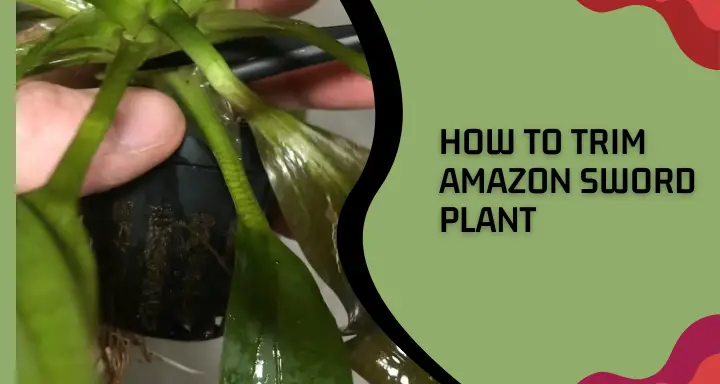 How to Trim Amazon Sword Plant
