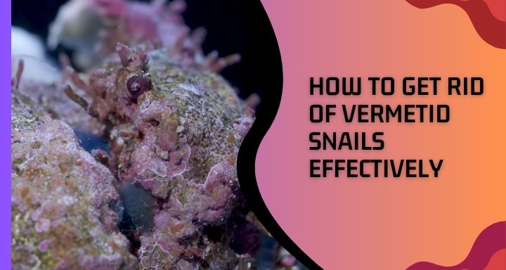 How to get Rid of Vermetid Snails Effectively