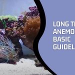 Long Tentacle Anemone Care