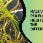 Male Vs Female Pea Puffer