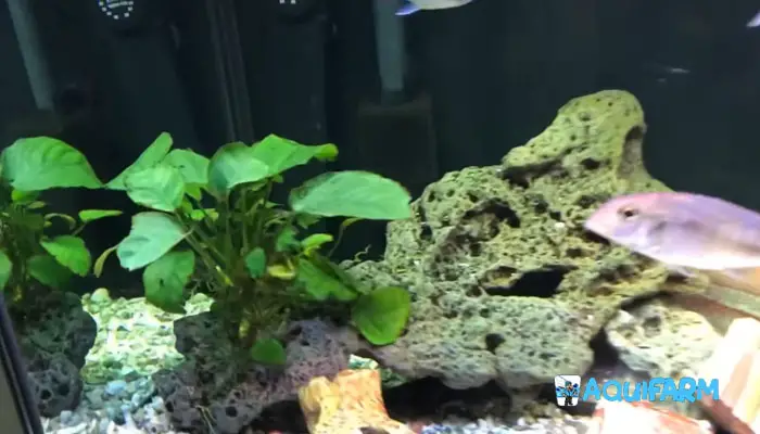 Nitrate-Reducing Aquarium Plants