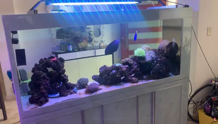 High Salinity Indicators in Aquarium