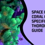 Space Invader Coral Care