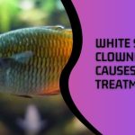 White Spots on Clownfish