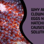 Why Are Clownfish Eggs Not Hatching