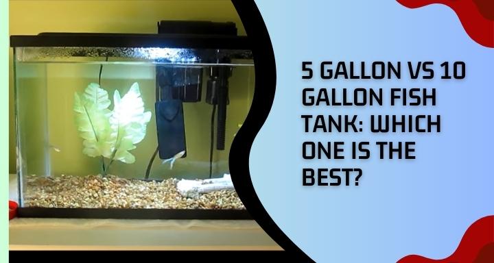 5-gallon-vs-10-gallon-fish-tank-which-one-is-the-best