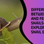 Difference Between Male and Female Snails