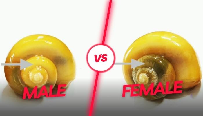 Difference Between Male and Female Snails- Exploring Snail Gender