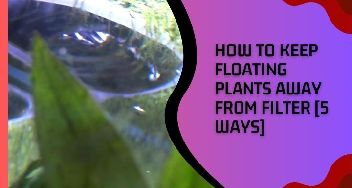 How to Keep Floating Plants Away From Filter