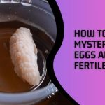 How to Tell if Mystery Snails Eggs Are Fertile