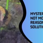 Mystery Snail Not Moving