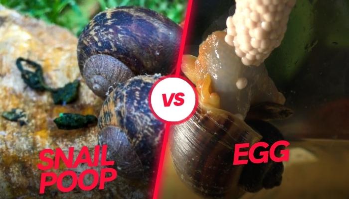 Mystery Snail Poop Identification Care And Cleaning Tips