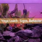 Pregnant Yoyo Loach