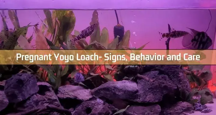 Pregnant Yoyo Loach