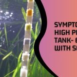 Symptoms of High pH in Fish Tank
