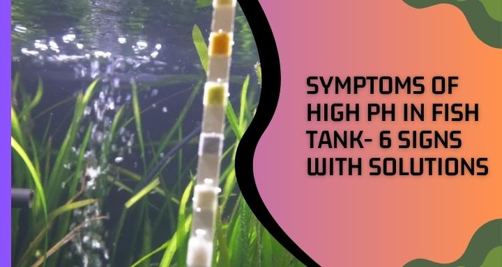 symptoms-of-high-ph-in-fish-tank-6-signs-with-solutions