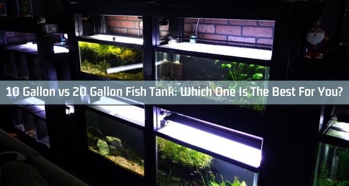 10 Gallon vs 20 Gallon Fish Tank