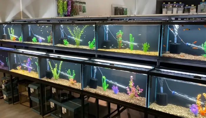 10 Gallon Vs 20 Gallon Fish Tank Which One Is The Best For You   3 Things To Consider Before Getting A Tank 