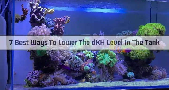 Best Ways To Lower The dKH Level