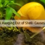Mystery Snail Hanging Out of Shell