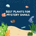 Best Plants for Mystery Snails