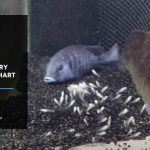 Cichlid Fry Growth Chart