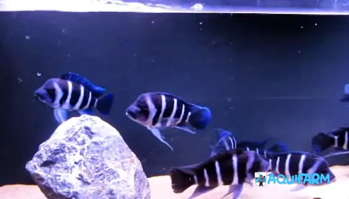 Cyphotilapia Gibberosa