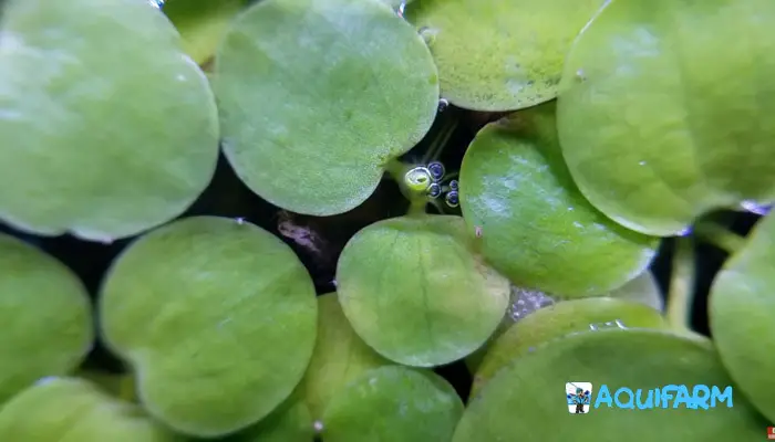 The Frogbit