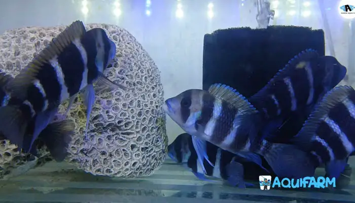 Cyphotilapia Frontosa