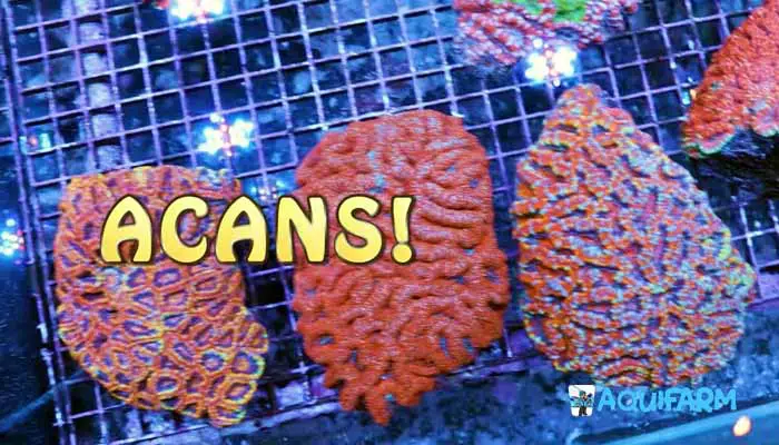 Acan Coral Growth Rate